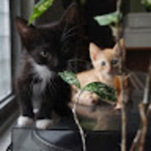 Meet your Posher, Izzy